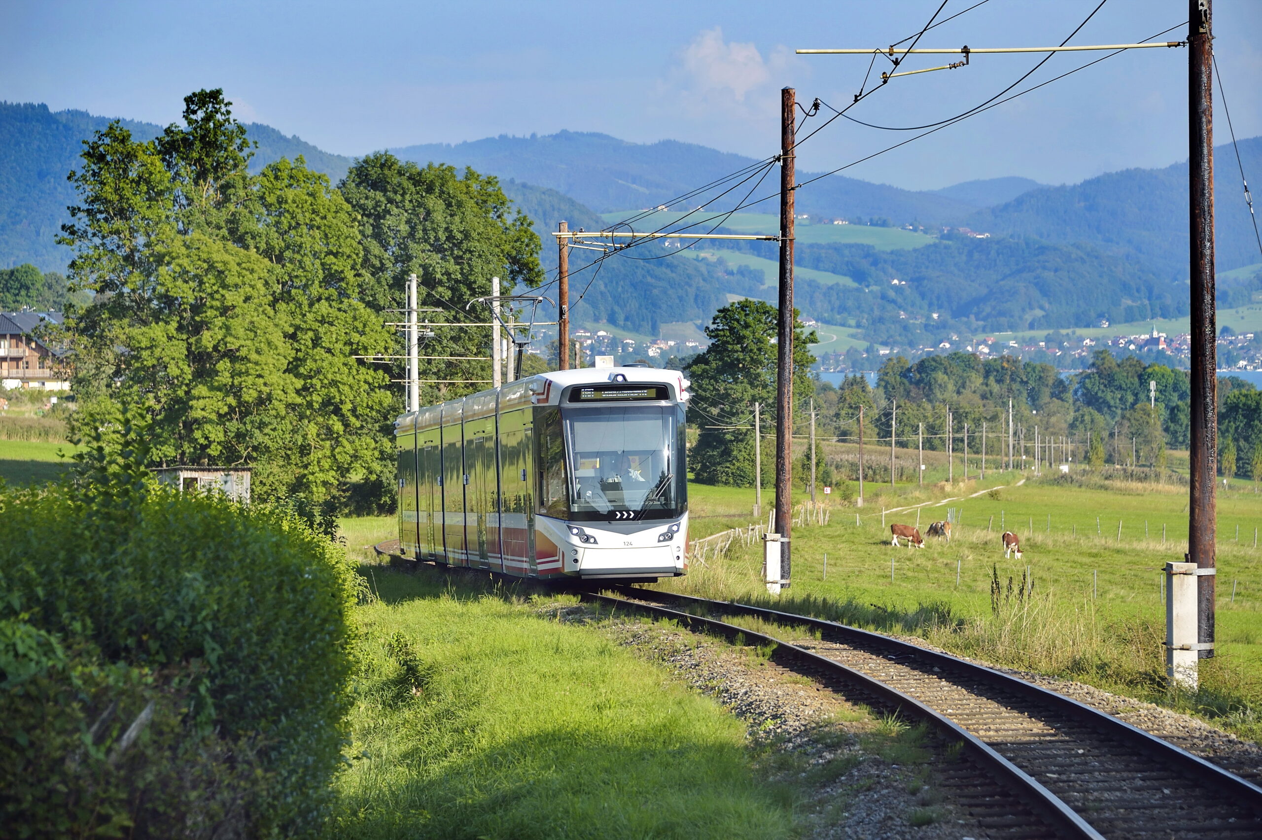die Atterseebahn fährt neben einer Kuhweide und grünen Bäumen, im Hintergrund sieht man den Attersee